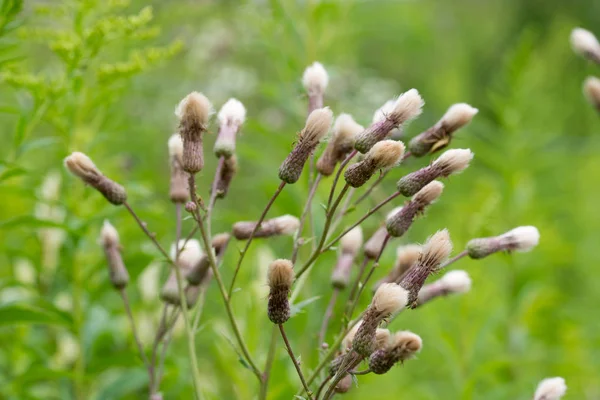 Fluffy seed heads of cirsium arvense wild flowers — Stock Photo, Image