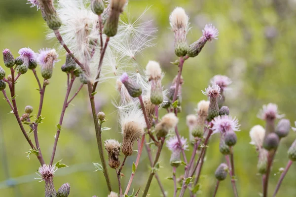 Esponjosas cabezas de semillas de cirsium arvense flores silvestres — Foto de Stock