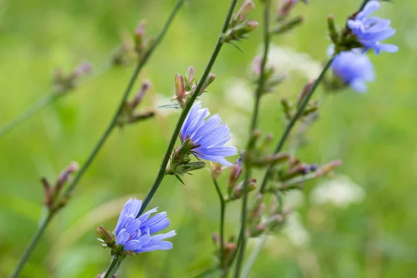 Flores azuis de chicória comum — Fotografia de Stock