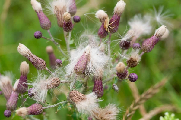 Fluffiga frö huvuden stubbar arvense vilda blommor — Stockfoto