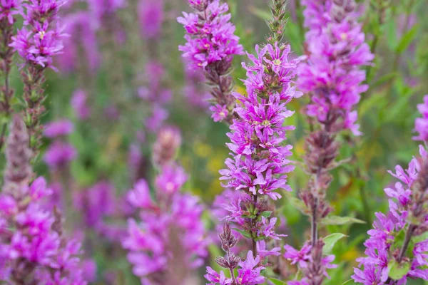 Lythrum salicaria, mor loosestrife çiçekler 