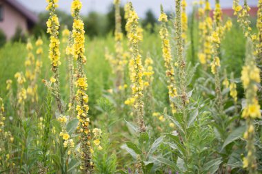 Verbascum lychnitis, mullein, kadife bitki sarı çiçekler
