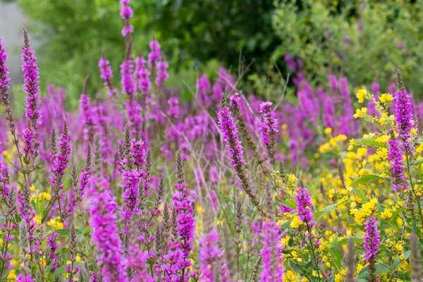 Amarillo loosestrife y púrpura loosestrife flores en verano mead —  Fotos de Stock