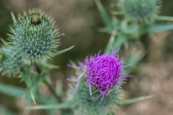 Cirsium vulgare, cardo lanza, flor de cardo toro — Foto de Stock