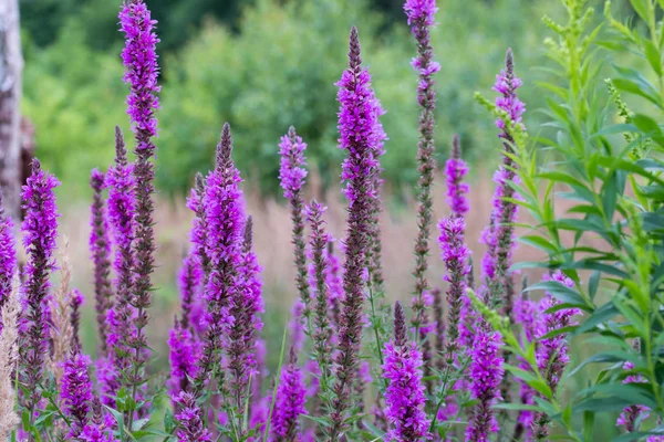 Lythrum salicaria, purple loosestrife flowers — Stock Photo, Image