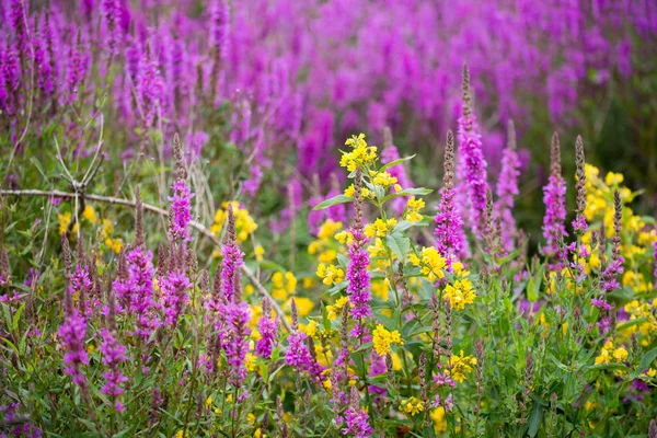 Yellow loosestrife and purple loosestrife flowers in summer mead — Stock Photo, Image