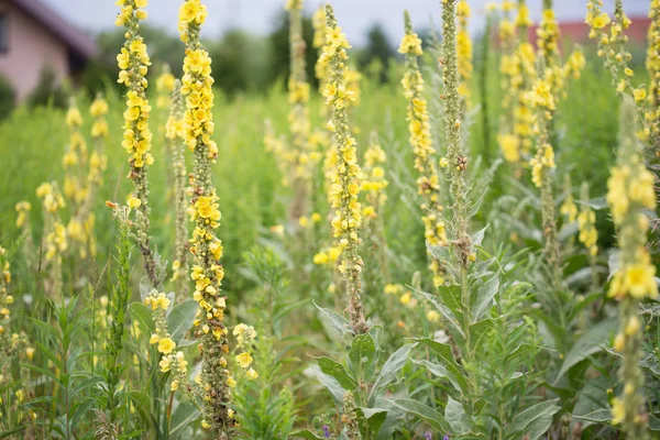 Verbascum lychnitis, mullein, roślina aksamitna żółte kwiaty — Zdjęcie stockowe