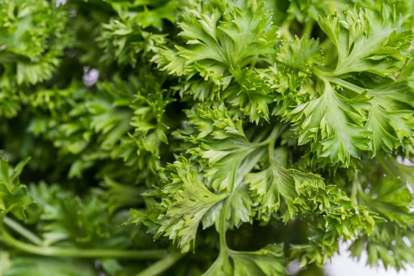 Fresh raw parsley leaves macro — Stock Photo, Image