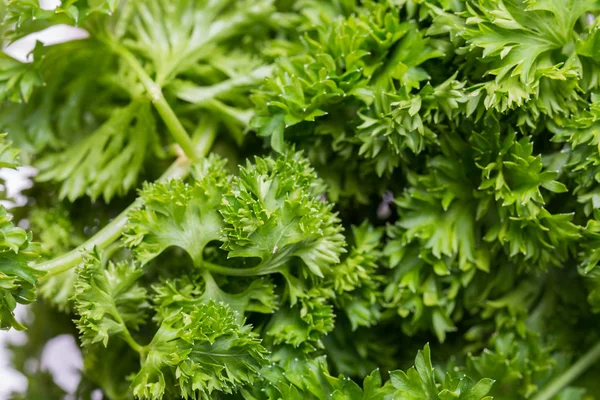 Fresh raw parsley leaves macro — Stock Photo, Image