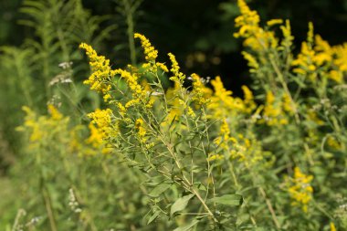 Solidago canadensis Kanada Goldenrod sarı çiçekler 