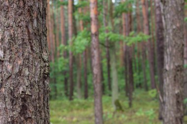 yaz gününde çam ormanı