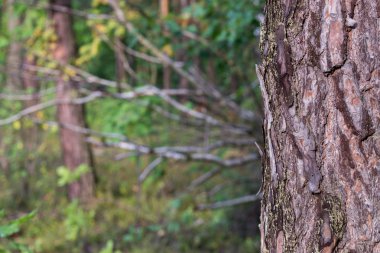 doğal ormanda ağaçlar 