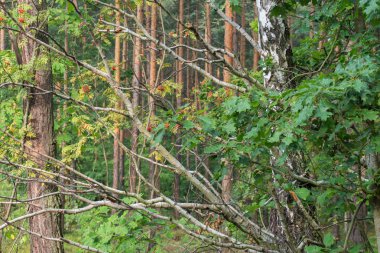 doğal ormanda ağaçlar 