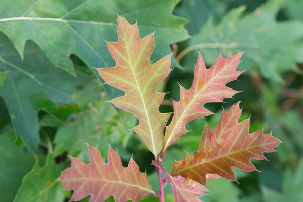 Fresh oak leaves — Stock Photo, Image