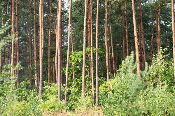 Tallskog på sommardag — Stockfoto