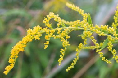 Solidago canadensis Kanada Goldenrod sarı çiçekler 