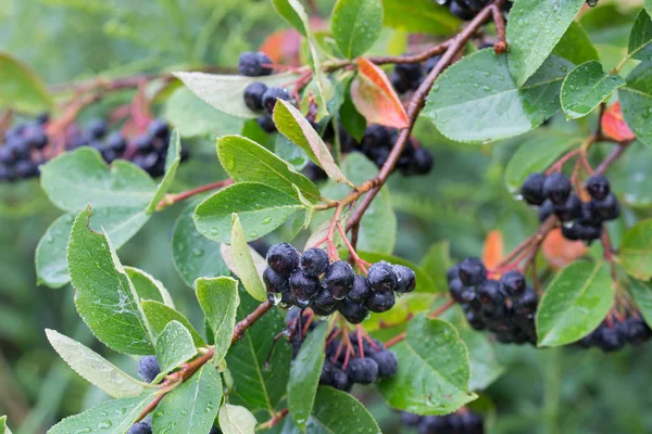 Aronia melanocarpa, black chokeberry berries on branch — Stock Photo, Image