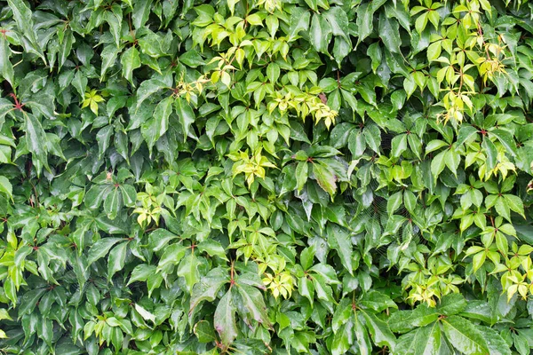 Green Virginia creeper leaves — Stock Photo, Image