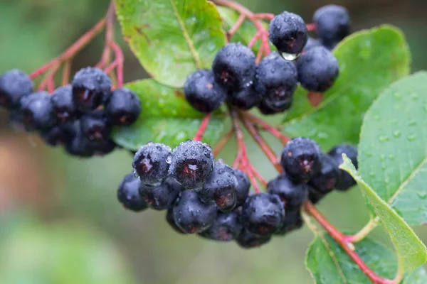 Aronia melanocarpa, black chokeberry berries on branch — Stock Photo, Image