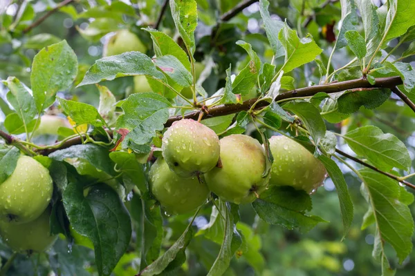 Зеленые яблоки на ветвях деревьев с каплями воды — стоковое фото