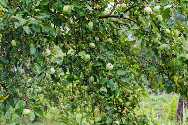 Maçãs verdes em ramos de árvore com gotas de água — Fotografia de Stock