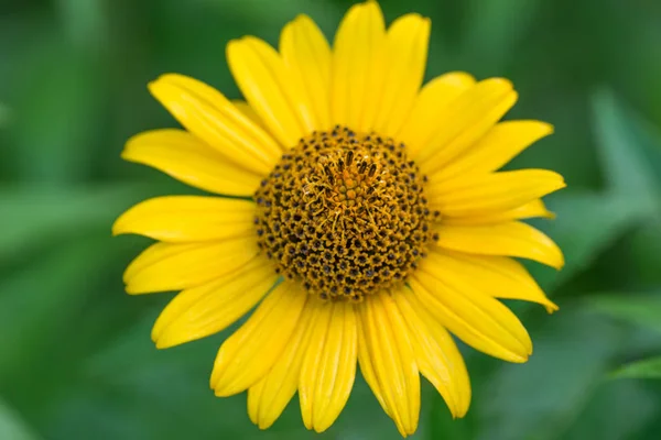 Feuillage fin tournesol fleur jaune macro focus sélectif — Photo
