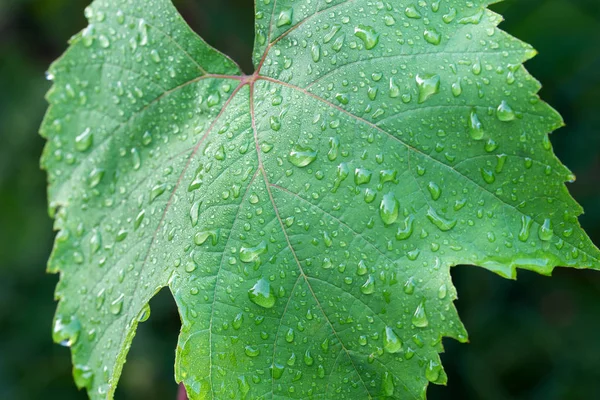 Wassertropfen auf Weinblatt-Makro — Stockfoto