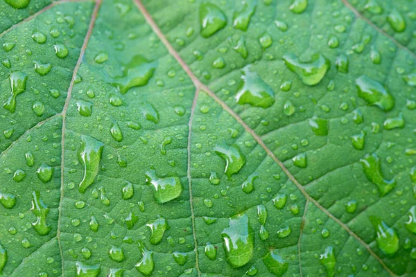 Капли воды на листе виноградной лозы — стоковое фото