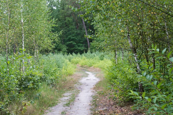 Sentier pédestre en forêt de bouleaux — Photo