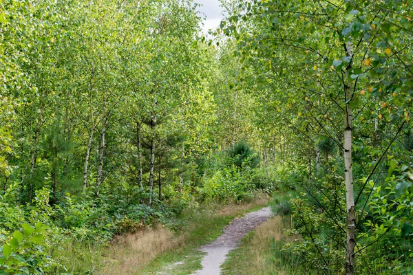 Sentier Pédestre Bouleau Forêt Été — Photo