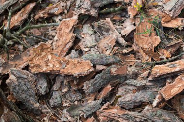 çam kabuğu parçaları