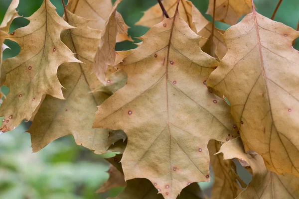 Orange autumn oak leaves closeup — Stock Photo, Image