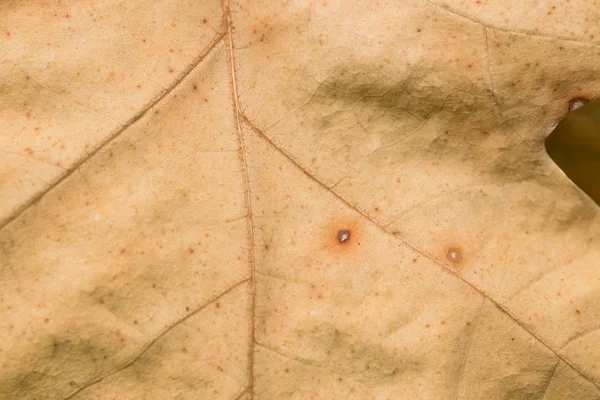Оранжевый осенний дубовый лист крупным планом — стоковое фото
