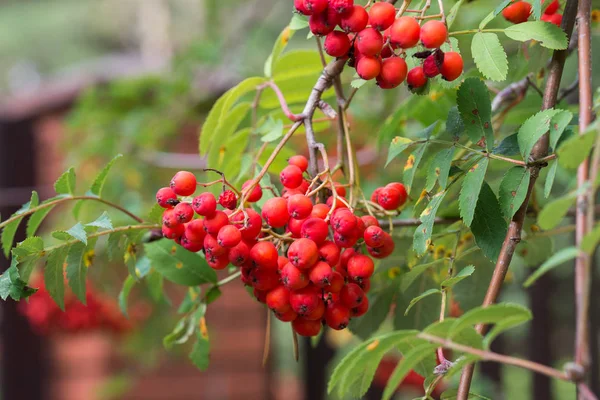 Bayas Rowan Primer Plano Ramita —  Fotos de Stock