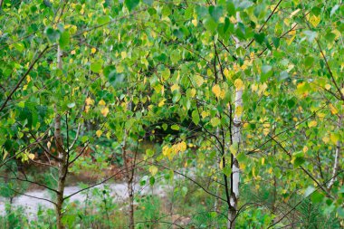 yeşil ve sarı yaprakları ile genç huş ağaçları 