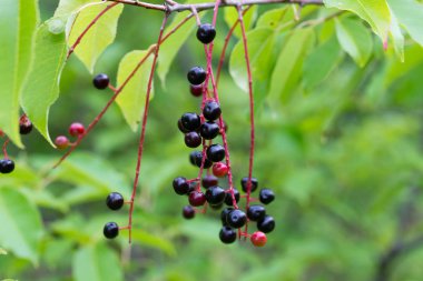 dal üzerinde prunus padus çilek