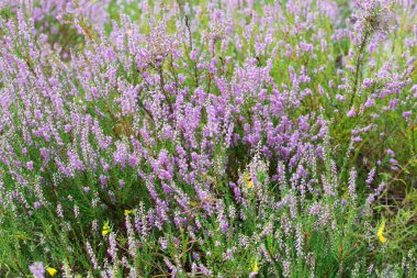 orman closeup heather çiçekleri