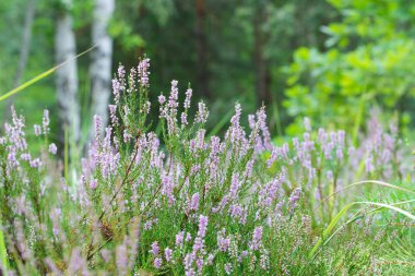 orman closeup heather çiçekleri