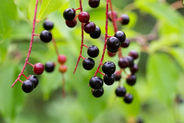 Prunus padus berries on twig — Stock Photo, Image