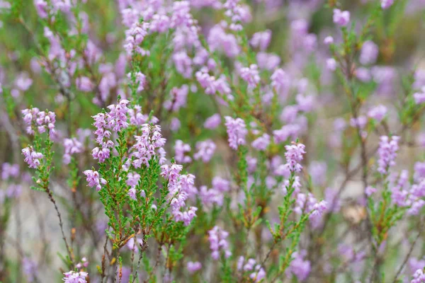 Orman closeup heather çiçekleri — Stok fotoğraf