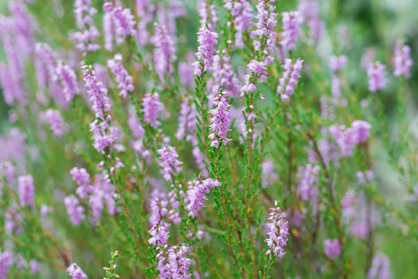 Heather flowers in forest closeup — Stock Photo, Image