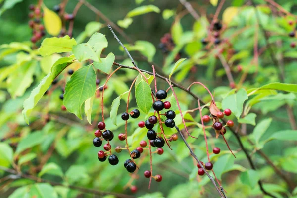 Prunus padus berries on twig — Stock Photo, Image
