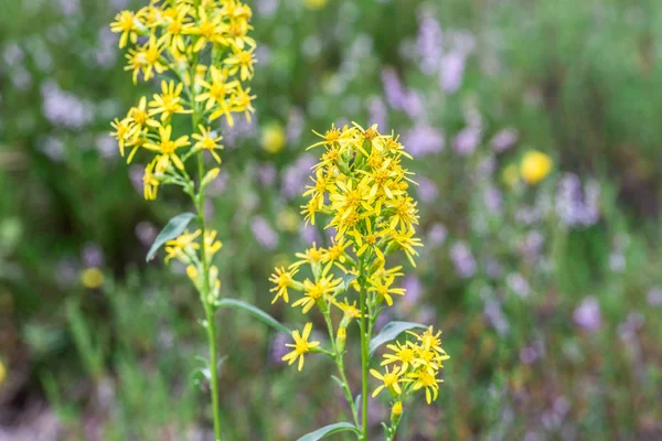 Solidago virgaurea, Avrupa altın rut veya woundwort sarı çiçekler — Stok fotoğraf