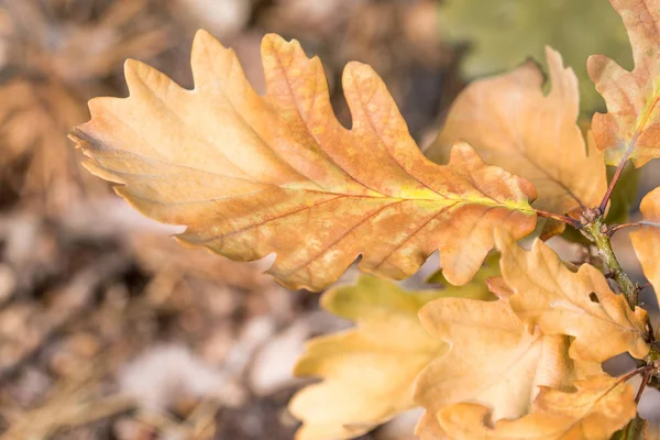 Oranje herfst eiken verlaat close-up — Stockfoto