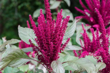 Amaranthus cruentus, amaranth çiçekleri 