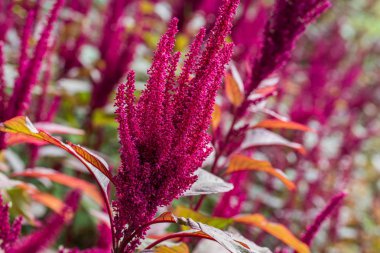 Amaranthus cruentus, amaranth çiçekleri 