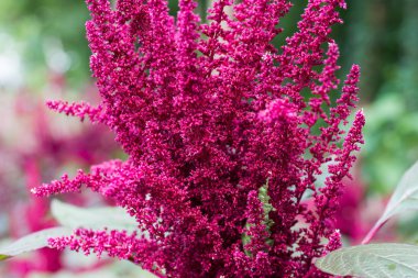 Amaranthus cruentus, amaranth çiçekleri 