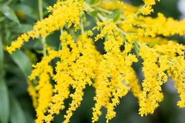 Solidago canadensis Kanada Goldenrod sarı çiçekler 