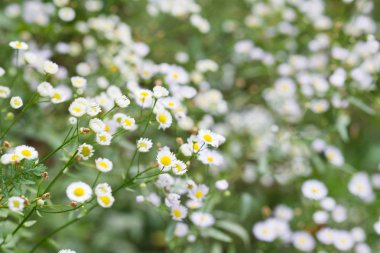 Erigeron yıllık pireban, papatya fleabane beyaz çiçekler 