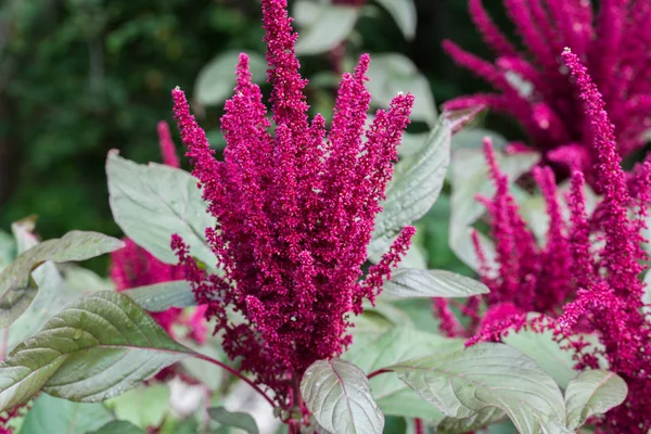 Amaranthus cruentus, amaranth çiçekleri 